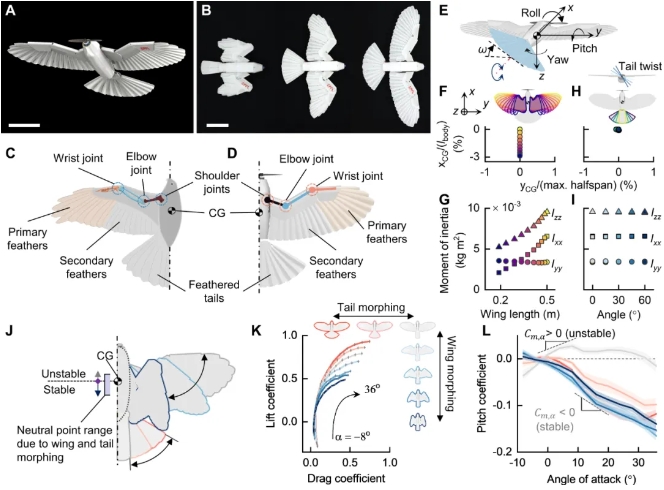 Science Robotics发表！洛桑联邦理工学院研究团队推出羽毛无人机LisRaptor，实现翅膀与尾翼双变形！
